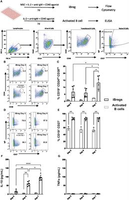 Mesenchymal stromal cells induced regulatory B cells are enriched in extracellular matrix genes and IL-10 independent modulators